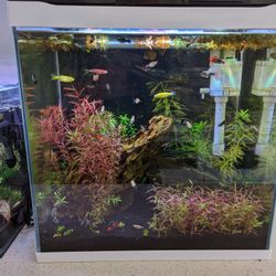 Fish Tank Decor