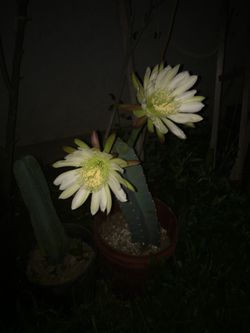 Cactus