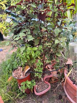 Vietnamese balm and perilla herb plants