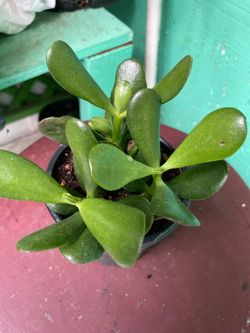 Jade Suculent