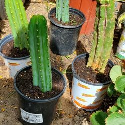 San Pedro Cactus 