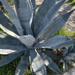 Extra Large Blue Agave Century Plant With Sprouting