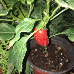 ORGANIC JALAPENO, DRAGON, HABANERO CHILIES 