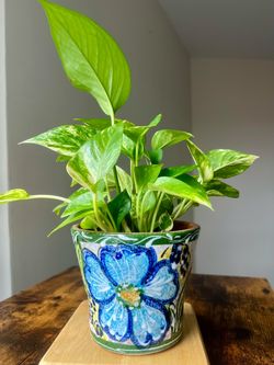 Pothos Plant in Painted Ceramic Pot