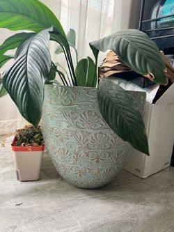 Indoor Potted plant (ceramic planter included)