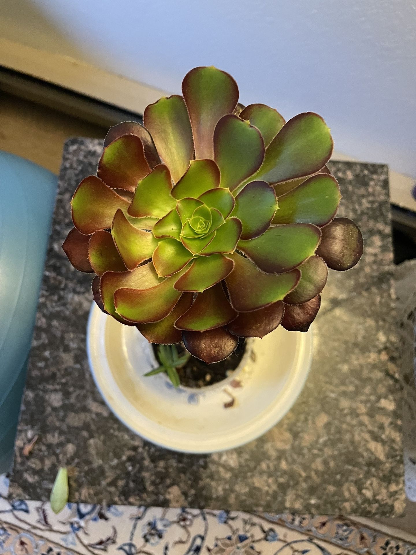 Black Rose. Succulant