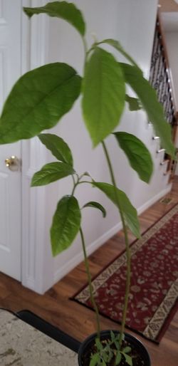 avocado plant