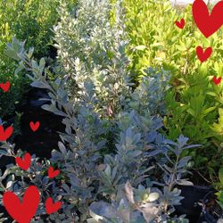 Silver Buttonwood Privacy Hedge Plants 3gl $6🌿🌿