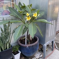 Plant For Sale