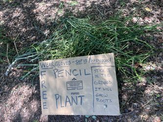 FREE Pencil Plant Trimmings