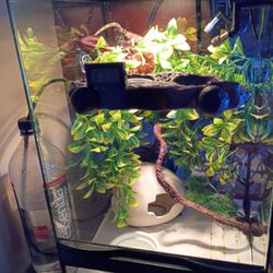 Reptile Enclosure 