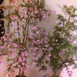 TWO BEAUTIFUL FAUX TREES 