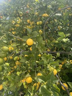 Hundred Of Big Juice Lemon 🍋 30 X $5.00