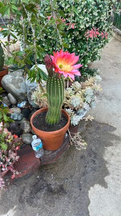Cactus