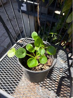 Chinese money plant