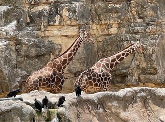 San Antonio Zoo Tickets