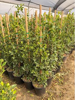 Indian Laurel ficus 5 gal 4 feet