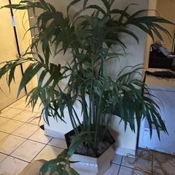 Fake Tree For Sale Good Condition For House