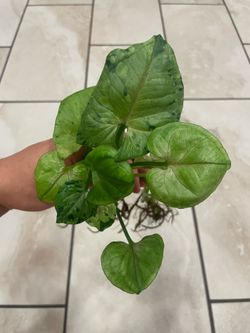 Syngonium grey ghost cuttings