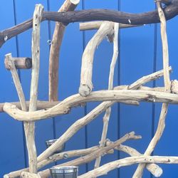 Thick And Curry Macaw Perch Tree…, Custom Made… Breeder Direct Low Price , Delivery Avail !