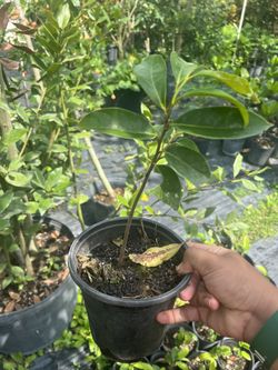 Guanábana Fruit Tree