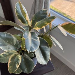 Rubber Tree (plant) - with pot