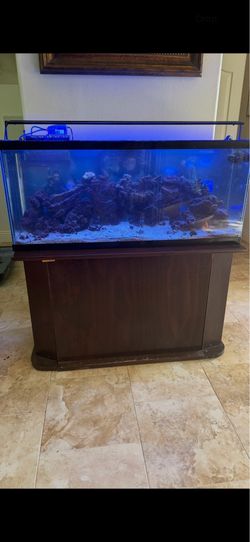 55 gallon salt water aquarium full set up
