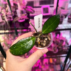 Hoya Lime Sherbet