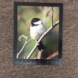 Bird Poster