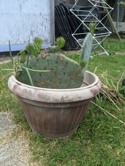 Nopal 