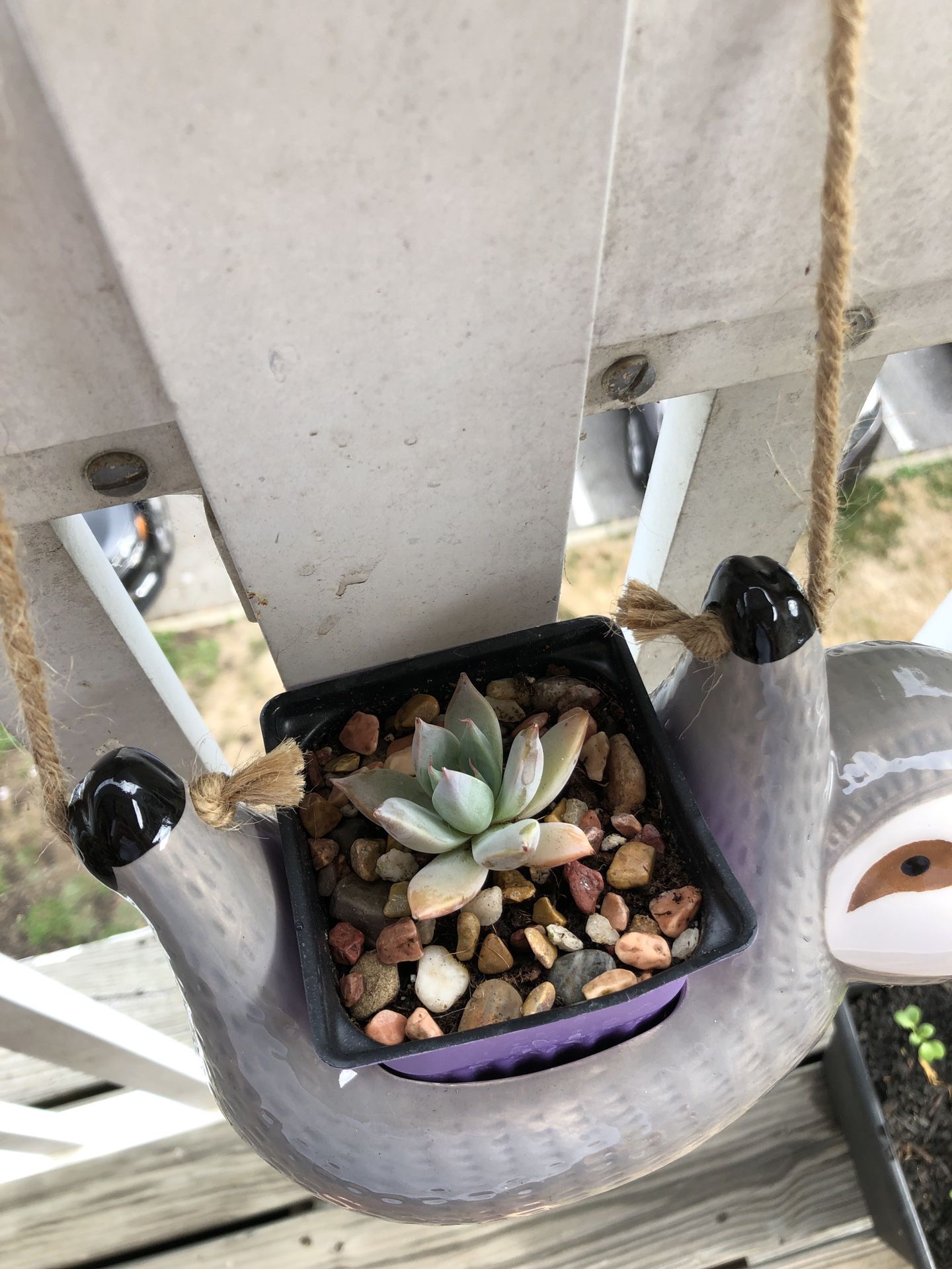 Succulents (come with planters)