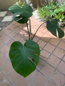 Monstera Deliciosa