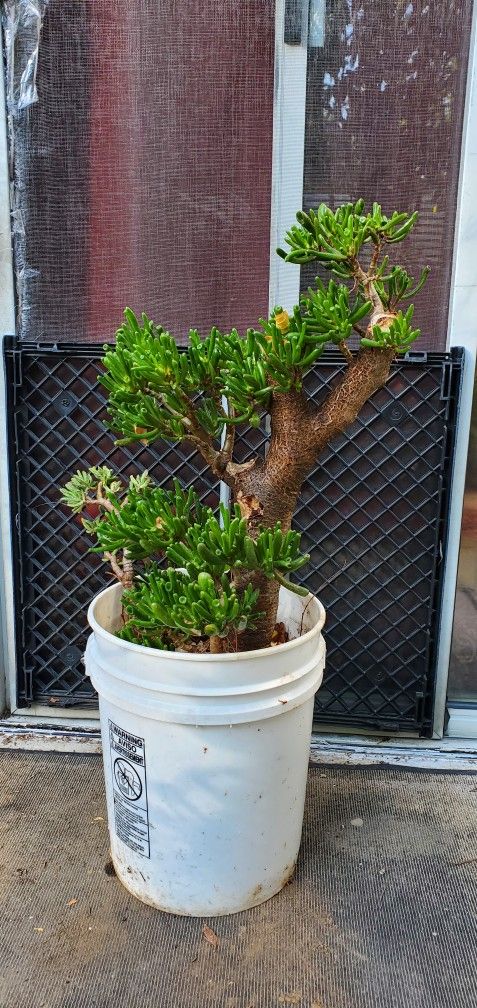 34 Inches Tall Crassula Ovata Jade Plant