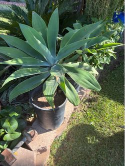 Agave