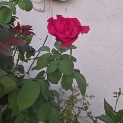 Red Rose Plant