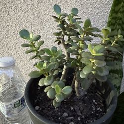 Jade Plant
