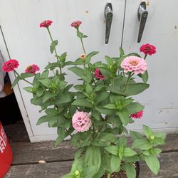 Outdoor Plant 