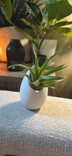 Tillandsia Air Plant in White Ceramic Egg Planter
