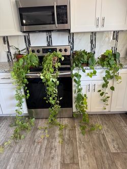 House Plants - Vining Philodendron