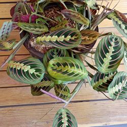 LOVELY PLANT 😍🌺 