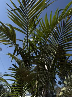 Large King Palm For Sale