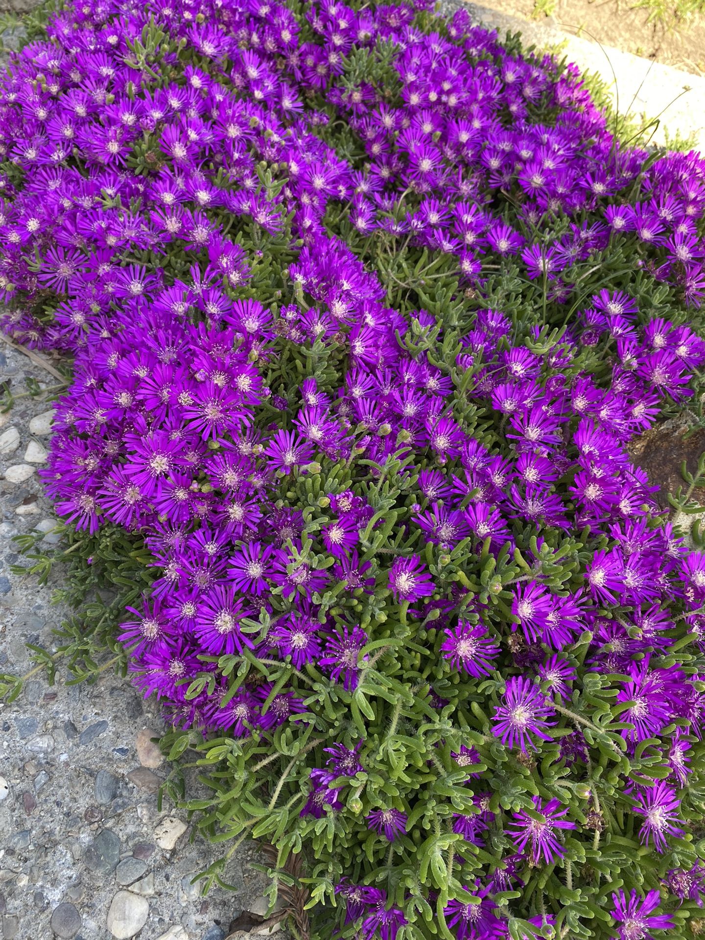 5 cuttings of Creeping Ice Plant Purple Ground Cover RARE Cactus Succulent