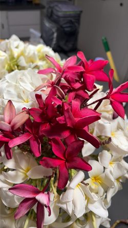 Plumeria