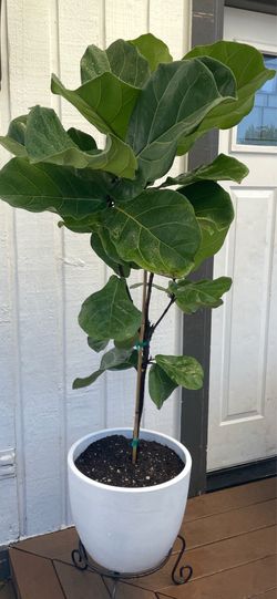 STUNNING FIDDLE LEAF PLANT. WILLING TO DELIVER!