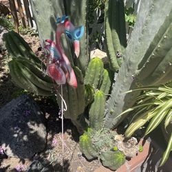 Cactus branches short or long