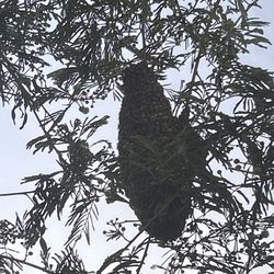 FREE BEE HIVE
