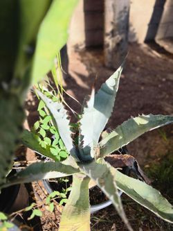 Agave