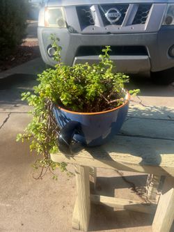 Trailing Elephant Bush in Ceramic Teacup planter,  Succulent & Oversized Mug Combo