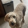 Tim