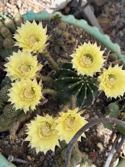 Yellow Domino Cacti Some Bloomed , In Bloom Mmm & Some Are Currently Blooming 